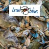 blue crab near me