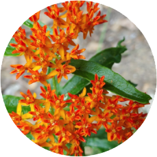 Maryland Native Plants for Consumers - Marylands Best