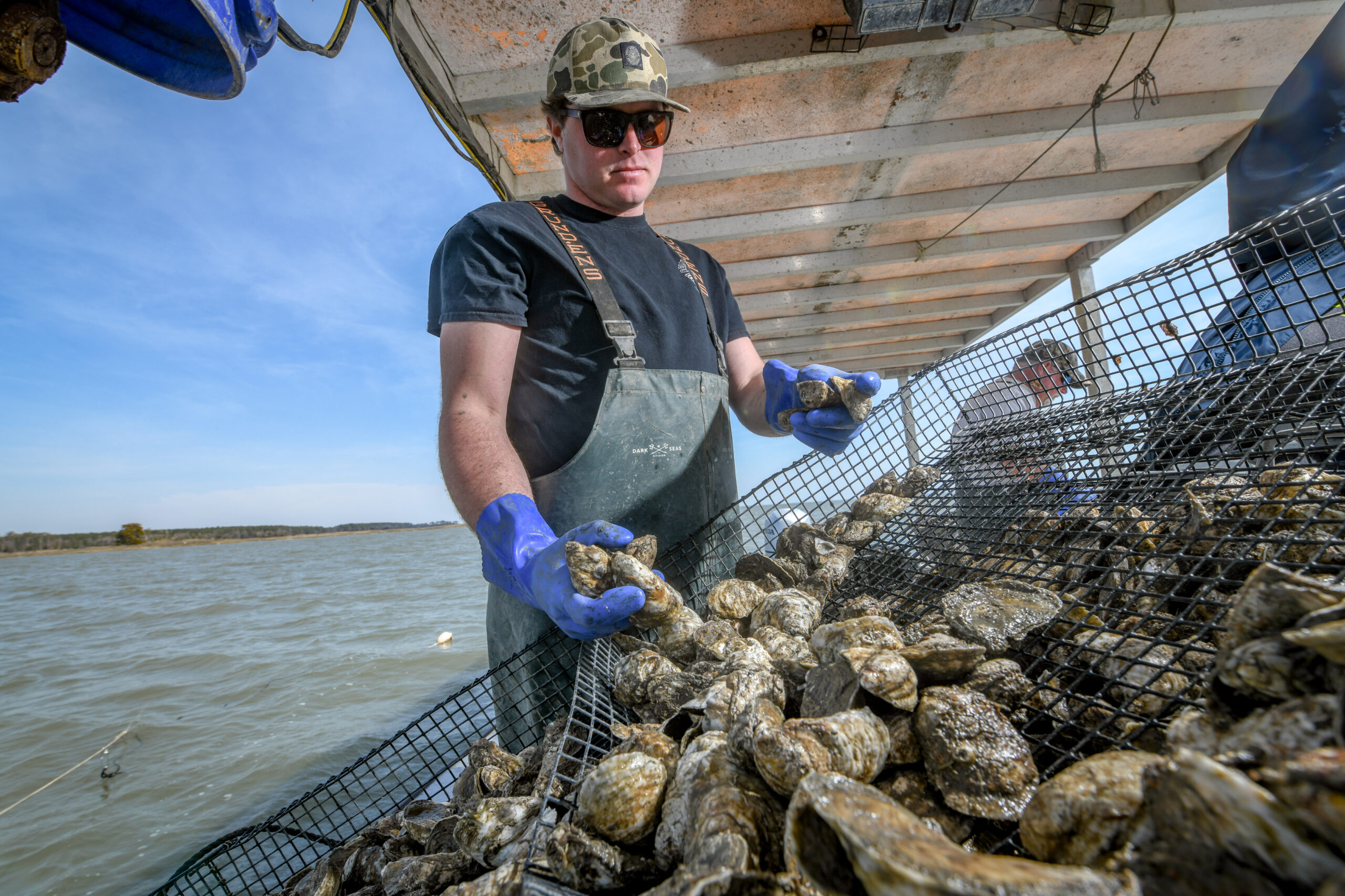 Buying Guide Maryland Oysters Marylands Best