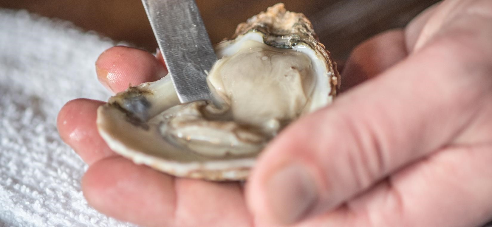 Choose Maryland Oysters | Marylands Best