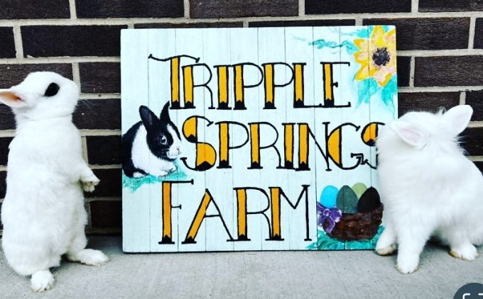 Tripple Springs Farm
