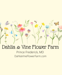 Dahlia & Vine Flower Farm