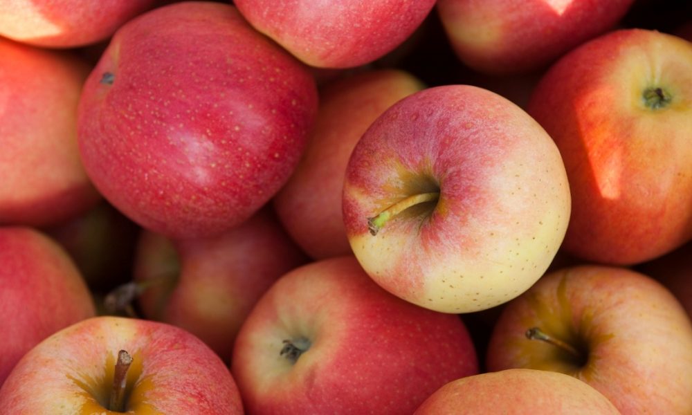 Crunch Into Maryland Apples
