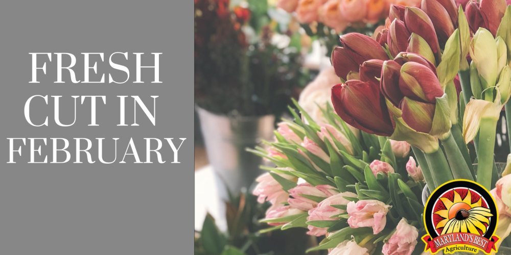Give the Gift of Fresh Cut Flowers