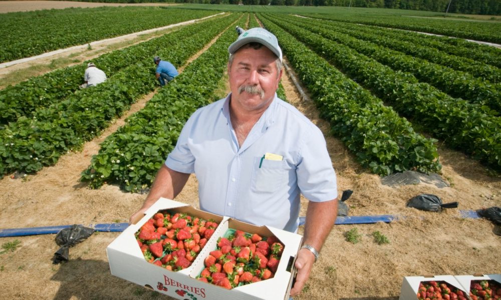 Sweet Maryland Strawberries