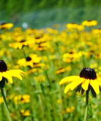 The Perennial Farm